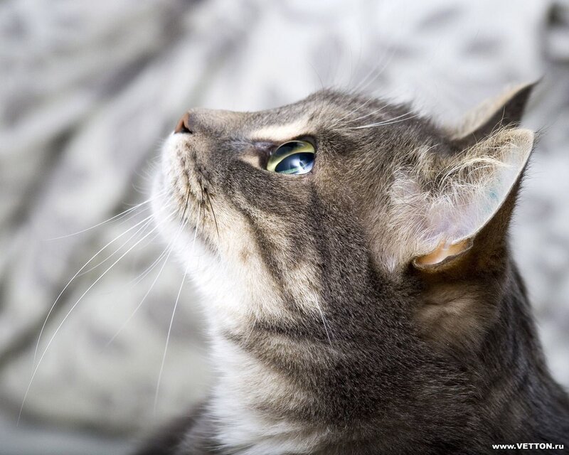 Gray Tabby Cat — Curious, Photograph, Whiskers, Eye, Ear