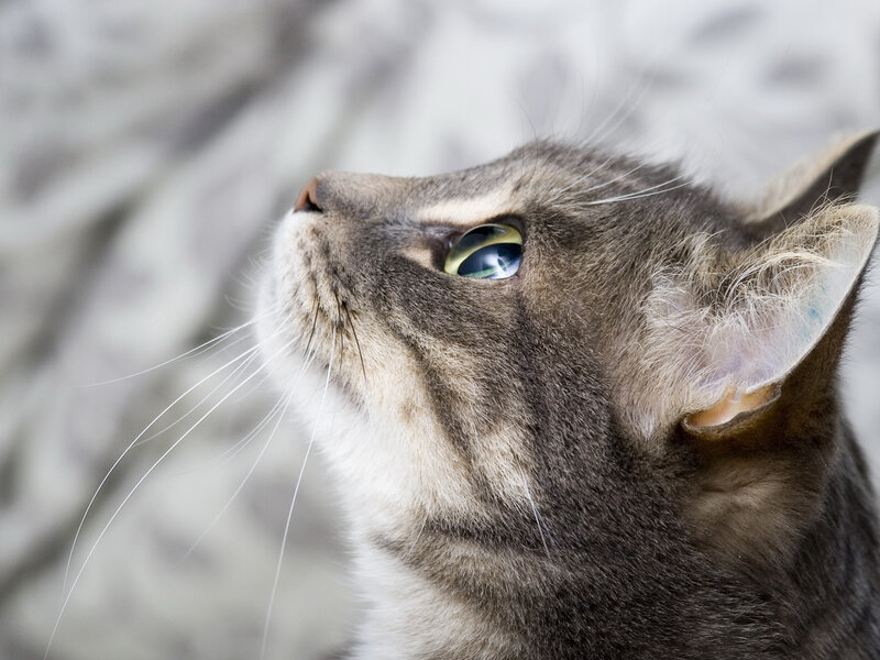 Gray Tabby Cat — Curious, Photograph, Whiskers, Eye