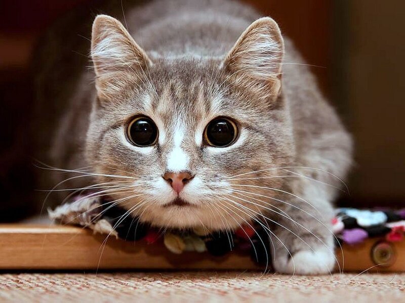 Gray Tabby Cat — Curious, Photograph, Whiskers, Eyes