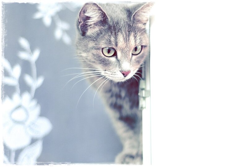 Gray Tabby Cat — Curious, Photograph, Window