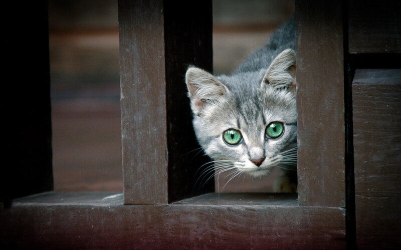 Gray Tabby Cat — Curious, Photograph, Wooden Bars