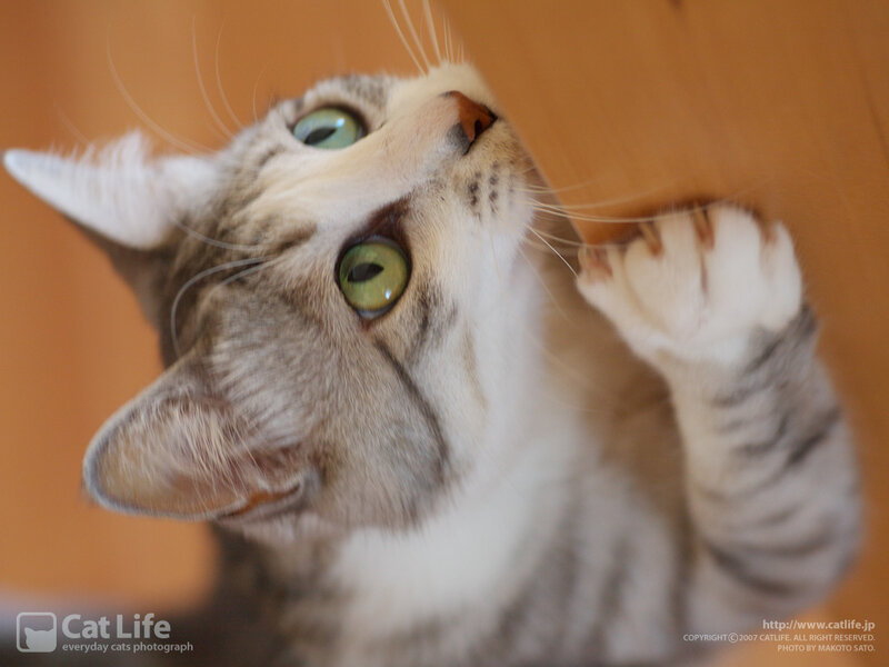 Gray Tabby Cat — Curious