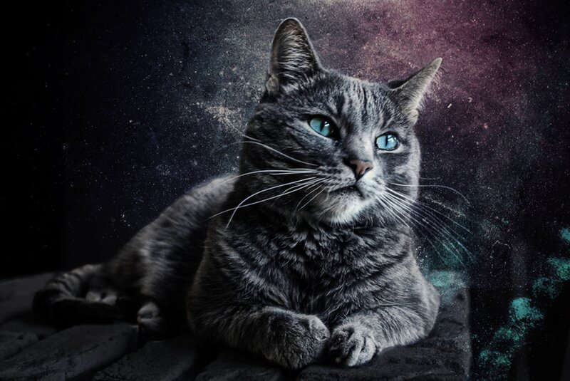 Gray Tabby Cat — Dramatic, Night, Photograph