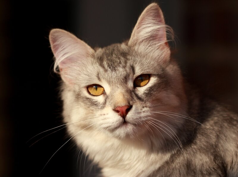 Gray Tabby Cat — Dramatic, Photograph, Eyes