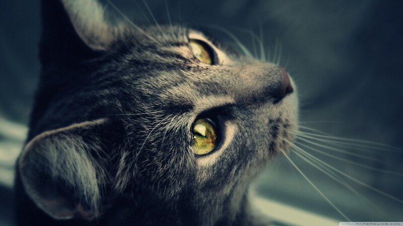 Gray Tabby Cat — Dramatic, Photograph, Eyes, Whiskers, Ear
