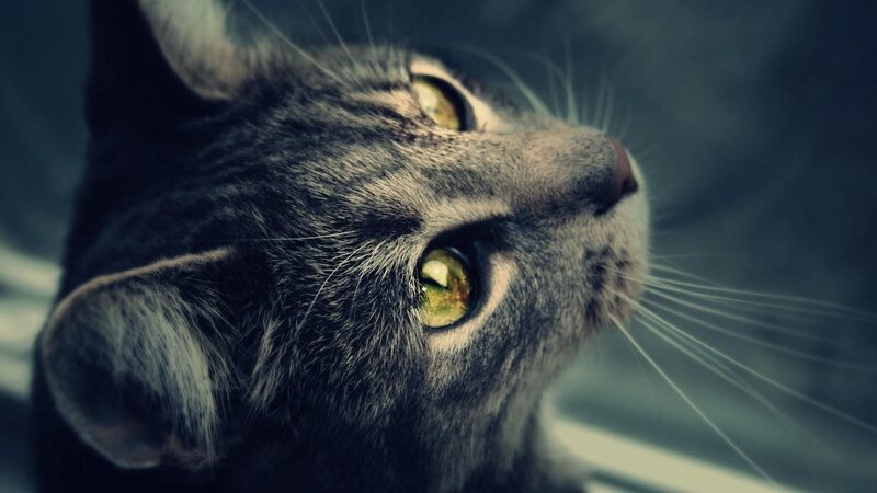 Gray Tabby Cat — Dramatic, Photograph, Eyes, Whiskers, Nose