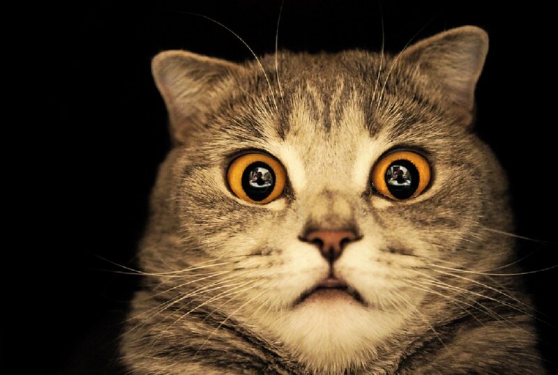 Gray Tabby Cat — Dramatic, Photograph, Eyes, Whiskers