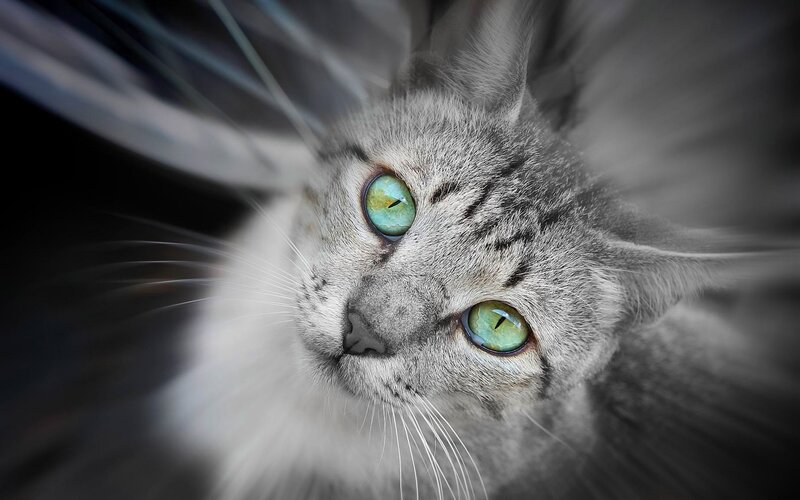 Gray Tabby Cat — Dramatic, Photograph, Green Eyes