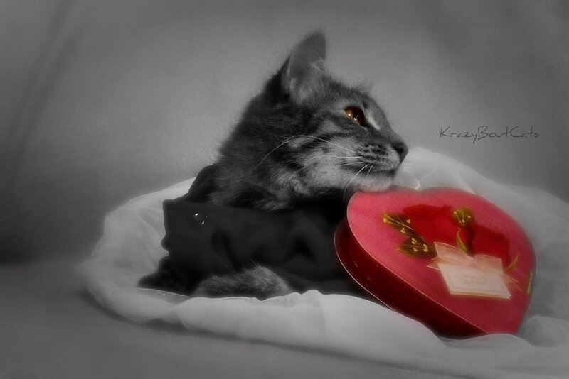 Gray Tabby Cat — Dramatic, Photograph, Heart-shaped Box