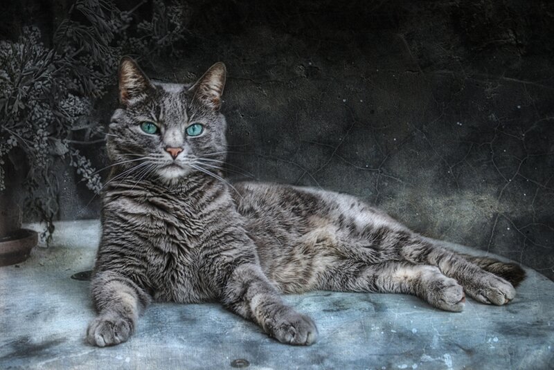 Gray Tabby Cat — Dramatic, Photograph, Plant