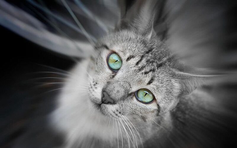 Gray Tabby Cat — Dramatic, Photograph