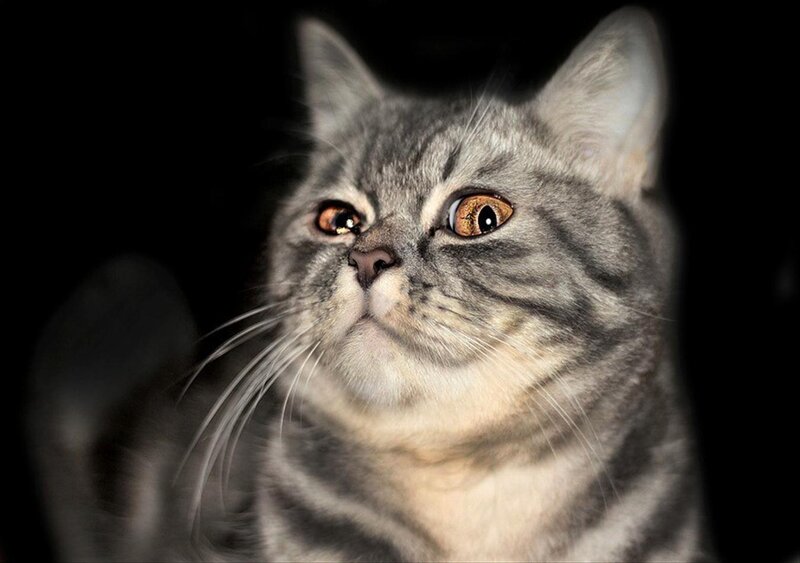 Gray Tabby Cat — Dramatic, Photograph, Whiskers