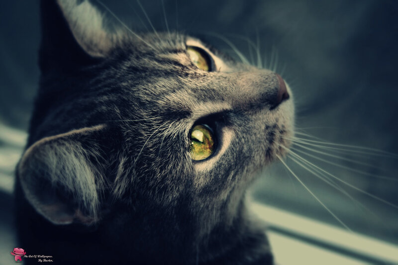 Gray Tabby Cat — Dramatic, Photograph, Whiskers, Window, Green, Black
