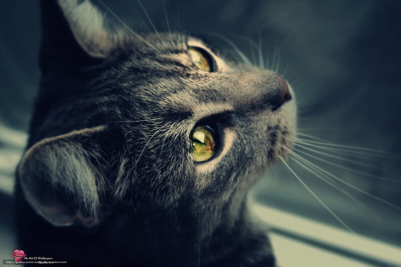 Gray Tabby Cat — Dramatic, Photograph, Whiskers, Window