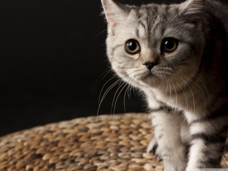 Gray Tabby Cat — Dramatic, Photograph, Woven Surface