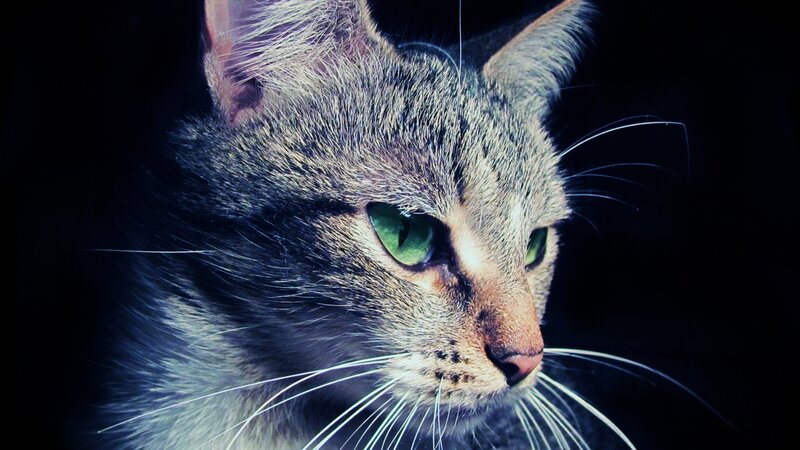 Gray Tabby Cat — Dramatic