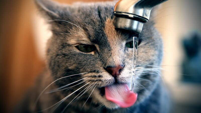 Gray Tabby Cat Drinking — Calm, Photograph, Tap