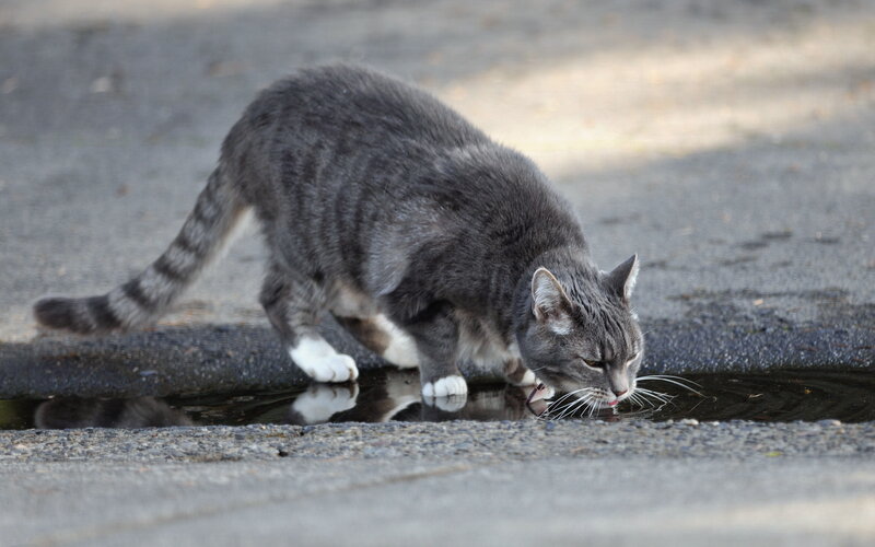 Gray Tabby Cat Drinking — Calm