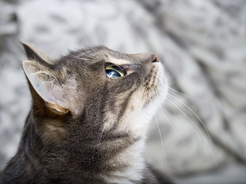 Gray Tabby Cat — Ear