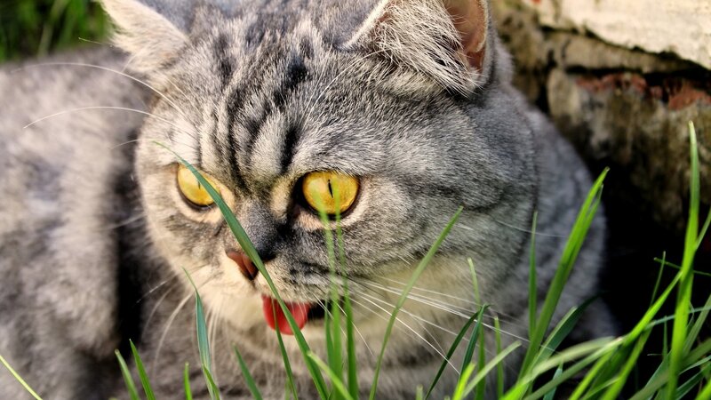 gray tabby cat eating grass