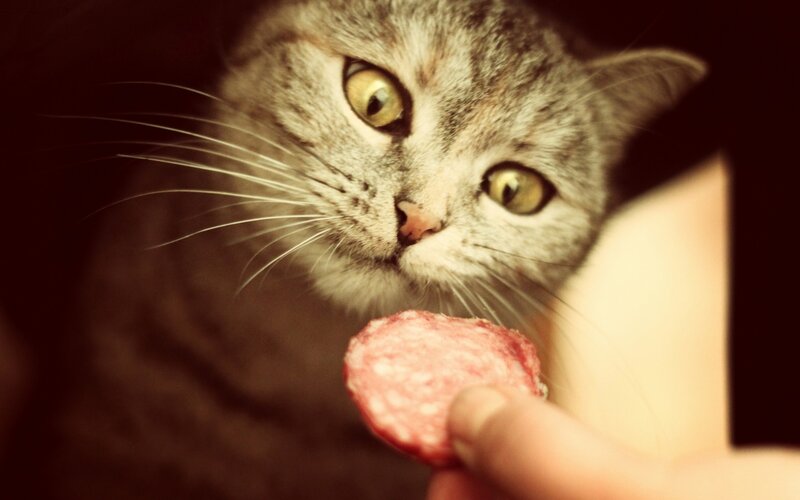 Gray Tabby Cat Eating Sausage