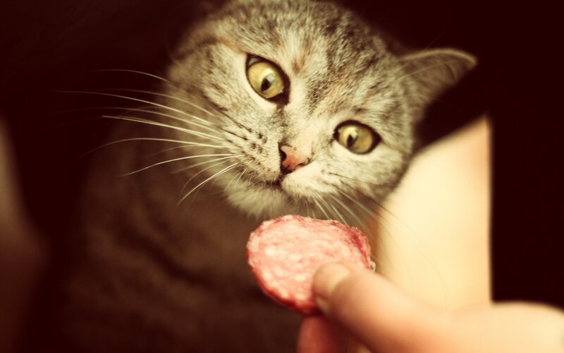 Gray Tabby Cat Eating