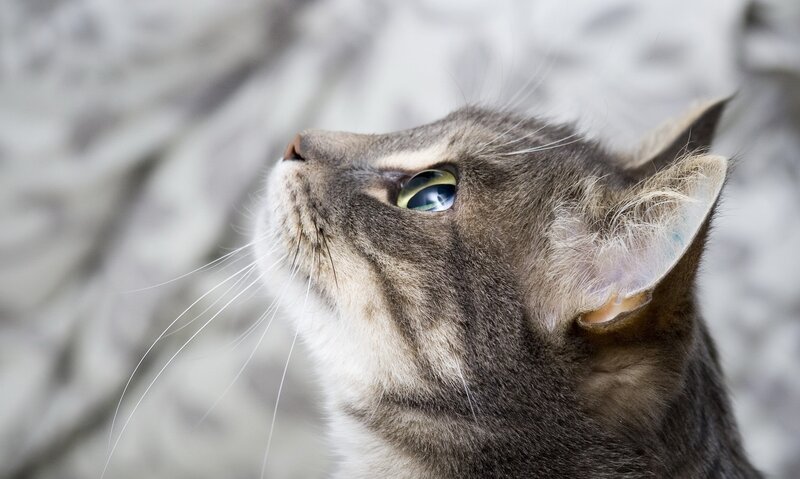 Gray Tabby Cat — Eye