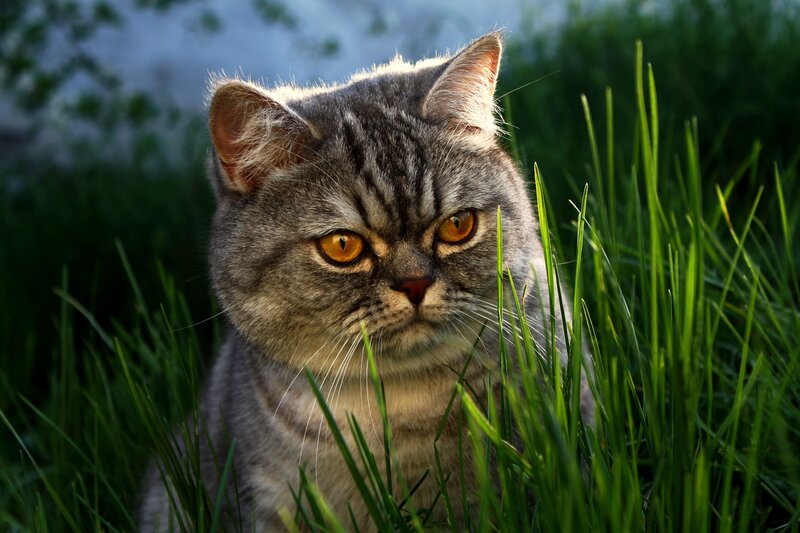 Gray Tabby Cat — Eyes