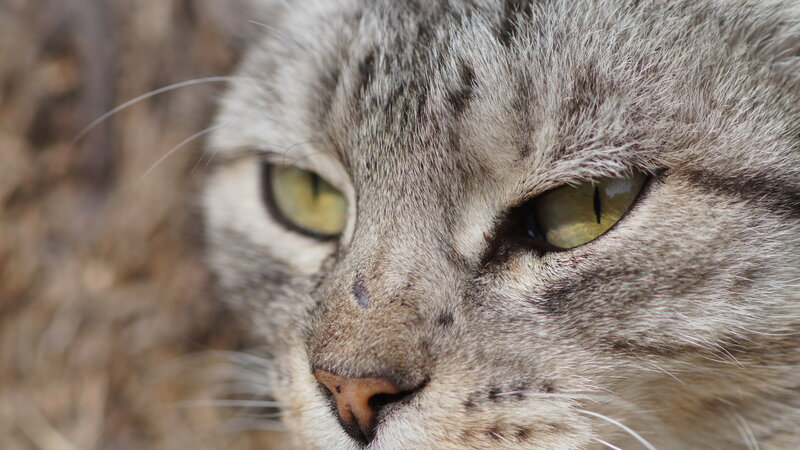 Gray Tabby Cat Face — Calm