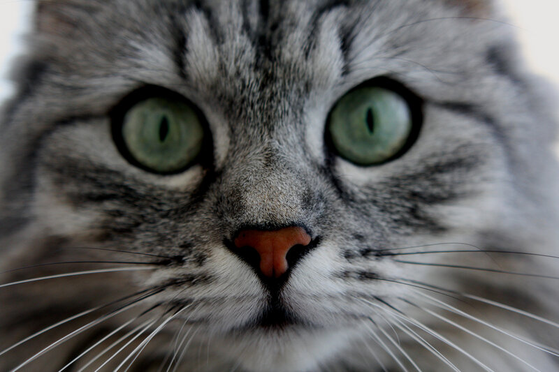 Gray Tabby Cat Face