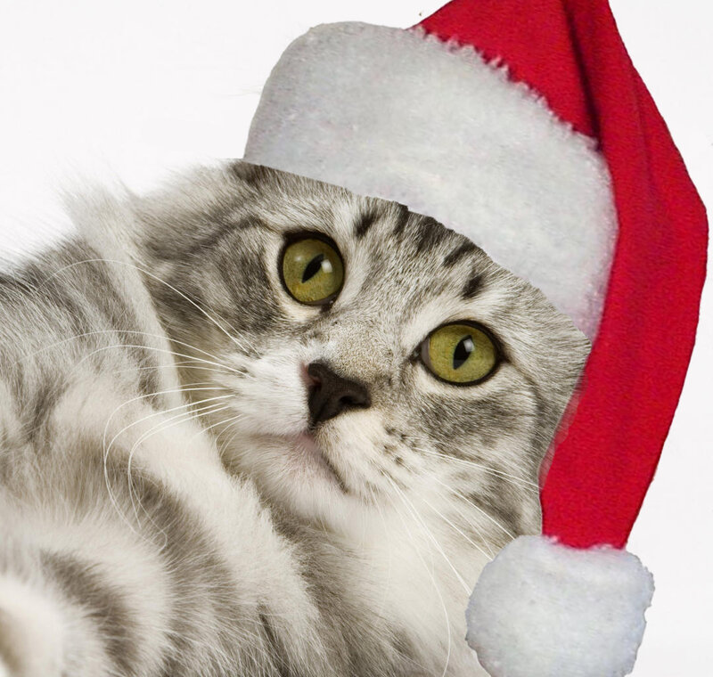 Gray Tabby Cat — Festive