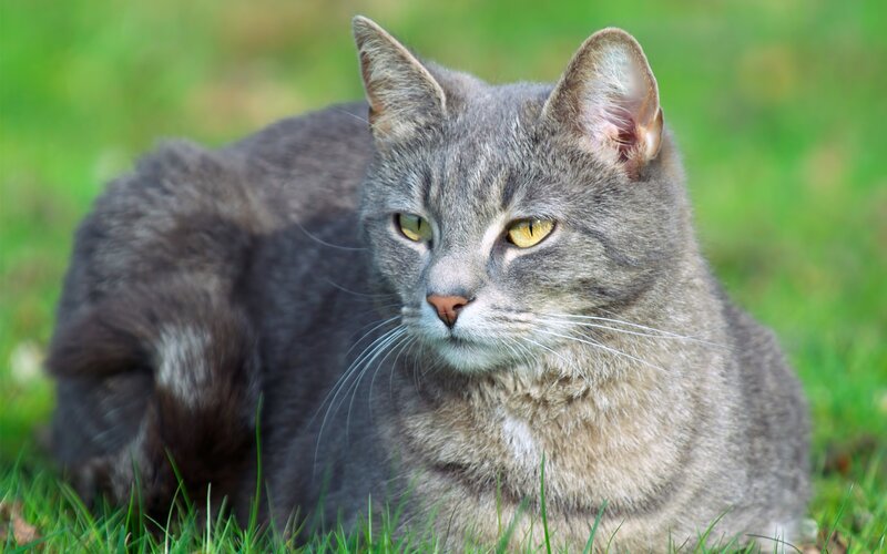 Gray Tabby Cat — Grass