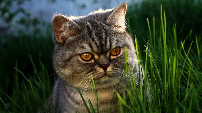Gray Tabby Cat — Green, Afternoon