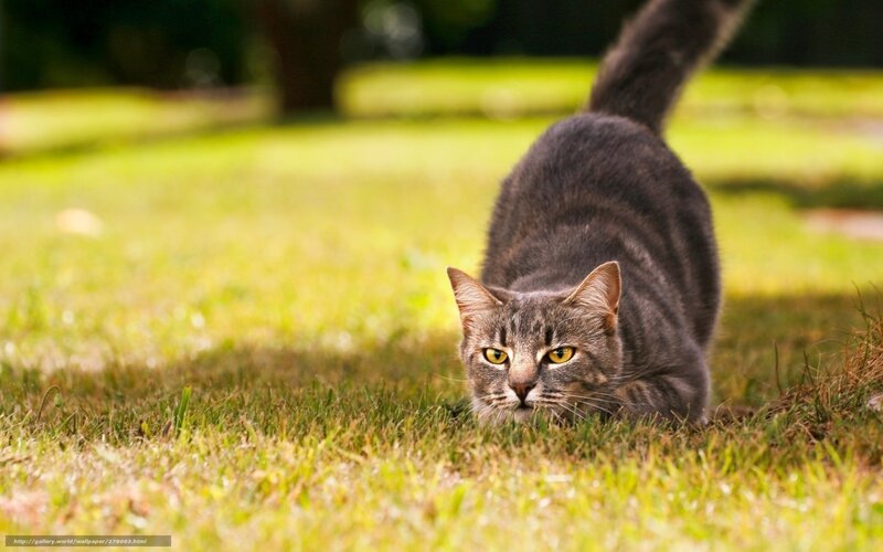 Gray Tabby Cat — Green, Alert, Afternoon, Photograph, Grass, Tail