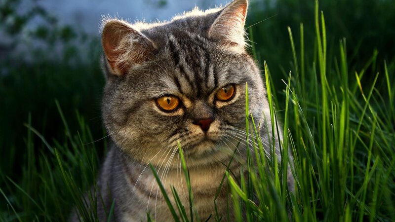Gray Tabby Cat — Green, Alert, Afternoon, Photograph, Grass