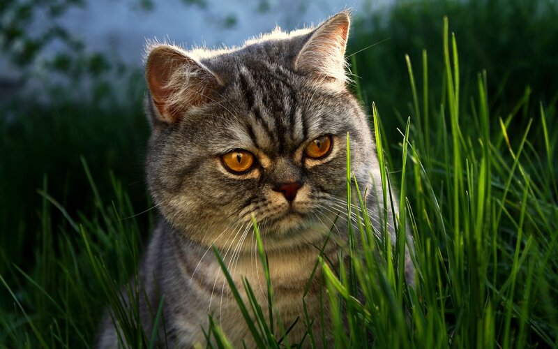 Gray Tabby Cat — Green, Alert, Afternoon, Photograph, Grass, Yellow
