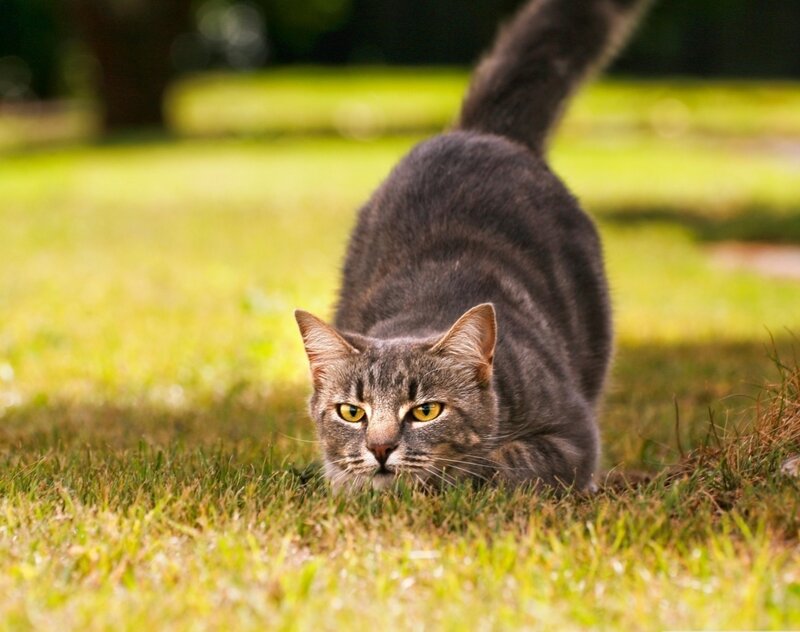 Gray Tabby Cat — Green, Alert, Afternoon, Photograph
