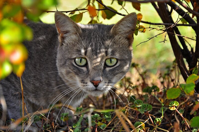 Gray Tabby Cat — Green, Alert, Autumn, Photograph