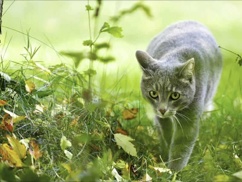 Gray Tabby Cat — Green, Alert, Autumn