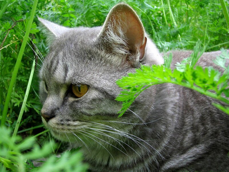 Gray Tabby Cat — Green, Calm, Afternoon, Photograph, Grass, Leaves