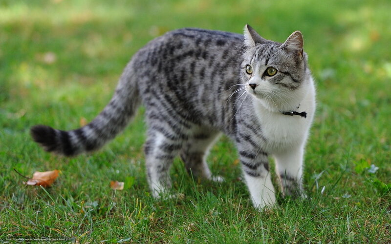 Gray Tabby Cat — Green, Calm, Afternoon, Photograph, Grass