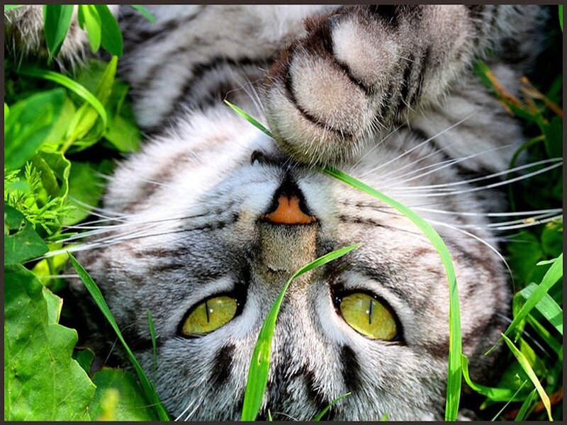 Gray Tabby Cat — Green, Calm, Afternoon, Photograph