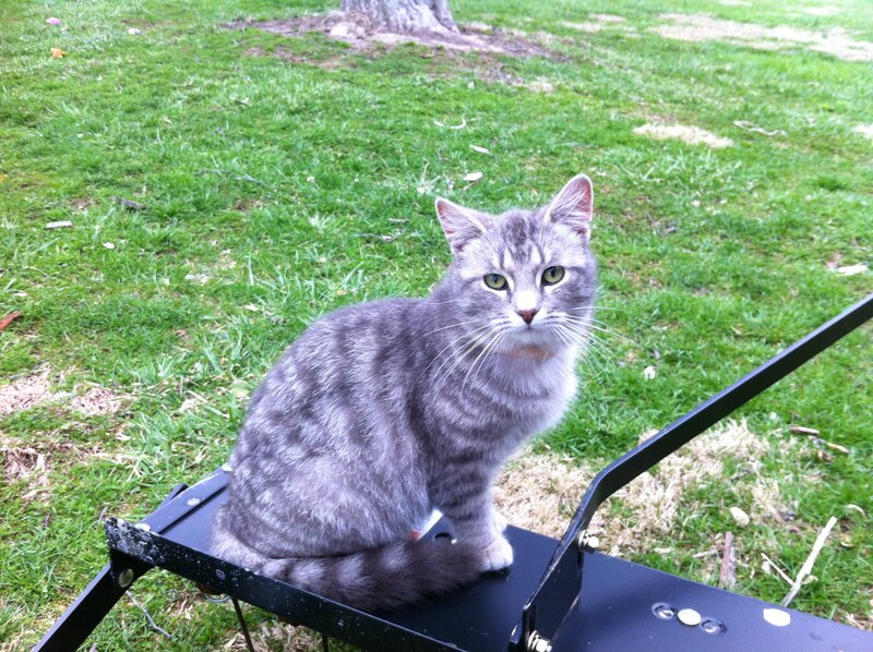 Gray Tabby Cat — Green, Calm, Afternoon