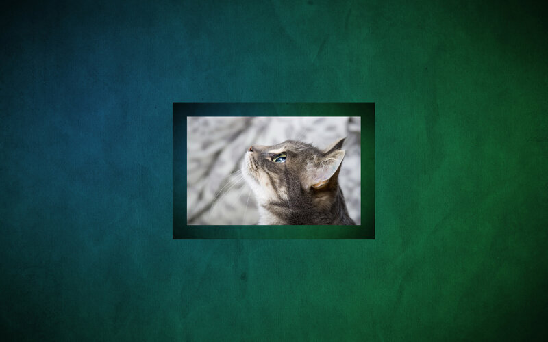 Gray Tabby Cat — Green, Calm, Photograph
