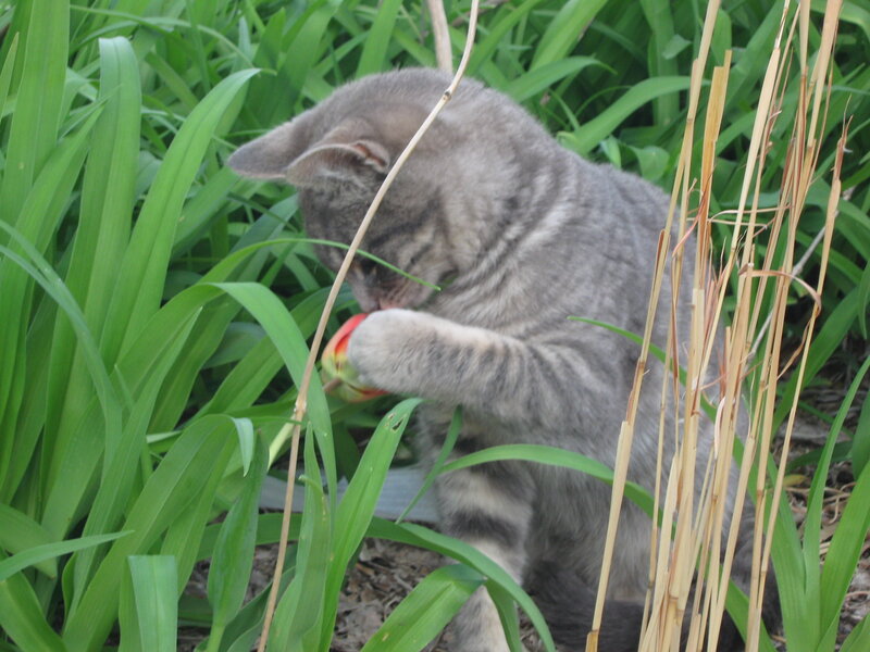 Gray Tabby Cat — Green, Calm, Spring