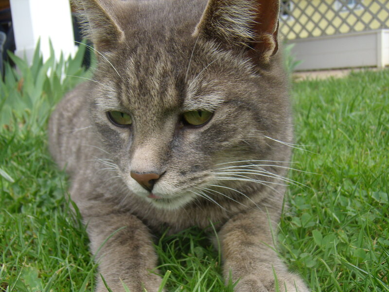 Gray Tabby Cat — Green, Calm