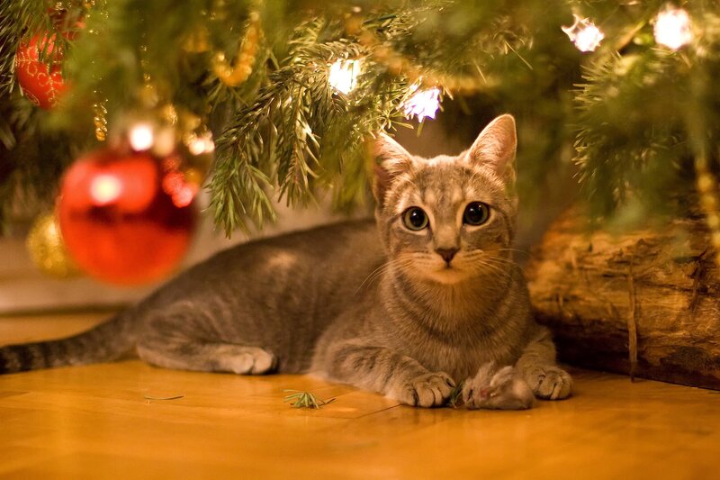 Gray Tabby Cat — Green, Calm, Winter