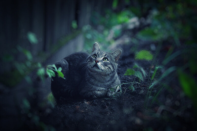 Gray Tabby Cat — Green