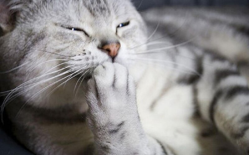 Gray Tabby Cat Grooming — Calm