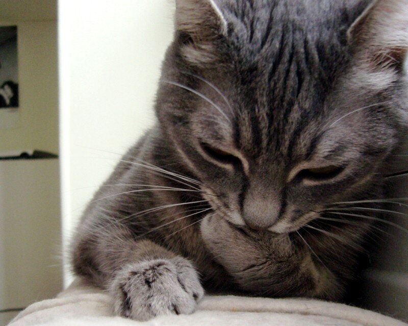 gray tabby cat grooming